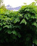 【晓荷.遇见】当我老了的时候 （诗歌）