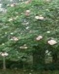 【看点】感谢你，四季开过的花朵（散文）