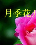 【冰心】月季花开淡淡香（小说）