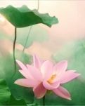 【楚汉】花间词六首（古韵）