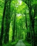【荷塘“PK大奖赛”】丛林，悠闲漫步（诗歌）