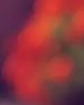 【酒家】花祭（组诗）