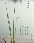 【星月.心愿】心静自闲（古韵）
