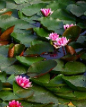 【丹枫】赏荷（古韵）