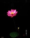 【星月】画荷（古韵）