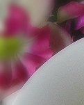【晓荷·遇见】舌尖上的美味——洋芋锅巴饭（散文）