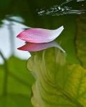 【柳岸•爱】莲叶碧，荷花红（散文）