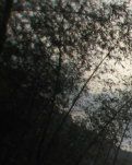 【晓荷.遇见】美丽的故乡我的家 （诗歌）