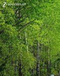 【八一】梦回故乡（散文·家园）