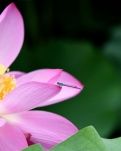 【星月·心愿】水清荷香（古韵）