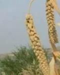 【丹枫】我的小米情节（散文）