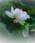 【桃源】风过藕花香（散文）