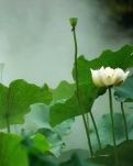 【楚汉】花间词三首（古韵）
