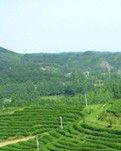 【晓荷.遇见】喊故乡 （诗歌）