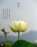 【星月·心愿】夸青莲（古韵）