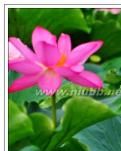【丹枫】踏波而歌，红萏香溢的花蕊纷绽（散文）