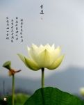 【星月·心愿】人间最爱是青莲（散文）