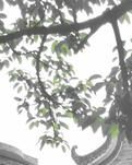 【晓荷·遇见】印记里的东涌时光（散文诗三章）