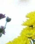 菊花的生与命