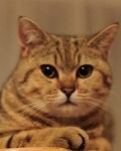 【柳岸】甘当猫奴的日子（散文）