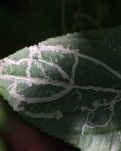 【丹枫】我的秘密房间（诗歌）