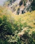 【菊韵】荒山不语 感念长存（散文）