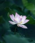 【如云】画一朵古莲（外二首）