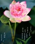 【星月·心愿】盼归（古韵）