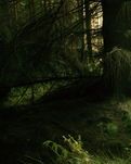 【丹枫】小深林（诗歌）