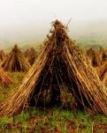 【荷塘“秋之韵”征文】九月，在大山包等你（诗歌）