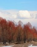【晓荷·家国天下】绿冰草，紫红柳（散文）