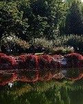 【晓荷.家国天下】丹咏秋月（诗歌）
