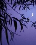 【流年·那年花开月正圆】月半弯（征文•小说）
