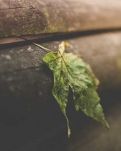 【丹枫】掌心里的落叶（外一首）