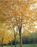 【晓荷.家国天下】秋晨（散文）