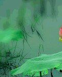 【看点·征文】凋谢的白玫瑰（小说）