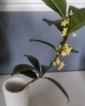 【荷塘“秋之韵”征文】秋，那一缕香（散文）