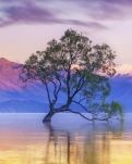 【风恋】苦楝树披着嫁衣，走错季节（外二首）