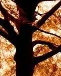 【丹枫】中秋节（诗歌）
