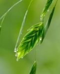 【轻舞】滴落的雨珠 （散文）
