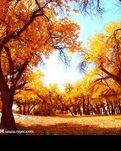 【轻舞】秋之神韵（散文）