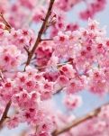 【丹枫】又见樱花飞舞时（诗歌）