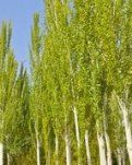 【柳岸•收获】一棵小白杨（诗歌）