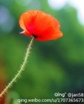 【春秋】一朵心花（诗歌）