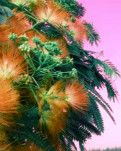 【柳岸】听美学高手说风水美（散文）