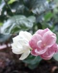 【晓荷·家国天下】我家的并蒂花开（散文）