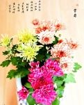 【星月】约酒赏菊（古韵）
