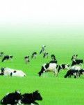 【柳岸•收获】秋补（散文）