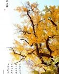 【星月】秋意正浓（古韵）