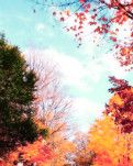 【柳岸】秋诗十四首（古韵）